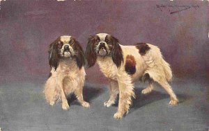 Cavalier King Charles Spaniels Dogs 1913 postcard