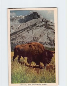 Postcard Buffalo Banff National Park Canada