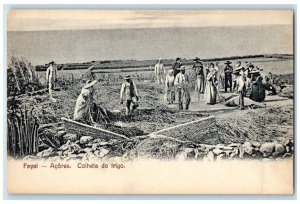 c1910 Wheat Harvest S Miguel-Azores Portugal Antique Unposted Postcard