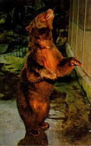 Bears American Black Bear Smokey National Zoological Park Washington D C 1972