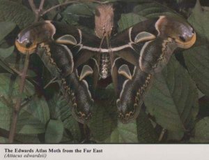 Edwards Atlas Moth Stunning Rare New Forest Hampshire Photo Postcard