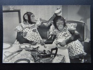 Chimpanzee BROOKES BOND PG TIPS CHIMPS TEA PARTY No.4 c1950's RP Postcard