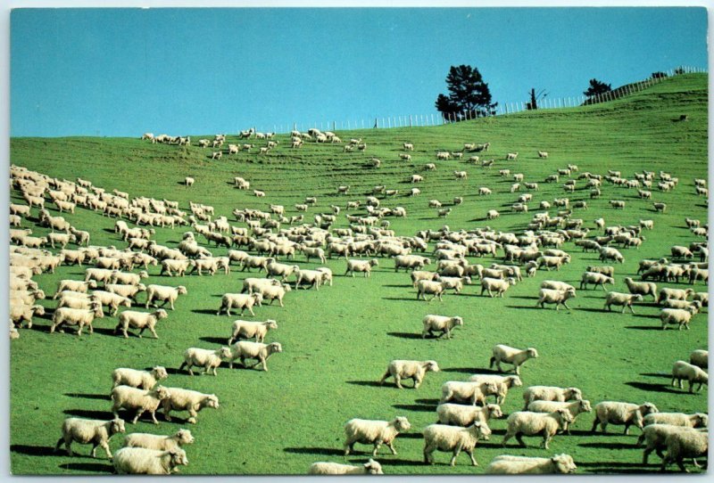 M-12757 Sheep Farming New Zealand