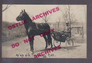 rppc c1910 HARNESS RACING Horse Race 2 YEAR OLD TROTTER Trotting SULKY SULKIE 