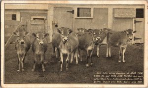 Hood Farm Herd, Pogis and Torono Lowell MA c1907 Vintage Postcard M76