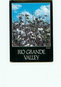  Vintage Postcard Rio Grande valley Cotton Texas Greetings # 2971