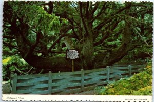 Postcard - Octopus Tree, Oregon Coast Rain Forest - Oregon