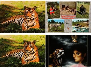 TIGER, TIGERS, BIG CATS, ANIMALS 28 Modern Postcards (L4509)