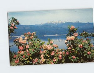 Postcard Rhododendrons and Hood Canal Washington USA