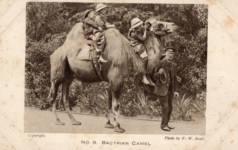 UK Bactrian Camel* Photo by F. W. Bond. Circulada 1924 01.52