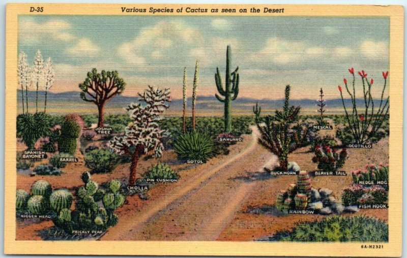 M-32043 Various Species of Cactus as seen on the Desert