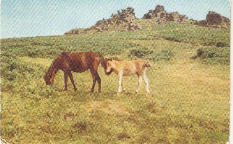 Horses. Dartmoor Ponies  Nice old vintage English photo postcard