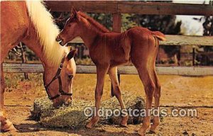 Baby Free Lance Photographers Guild, Inc Unused 