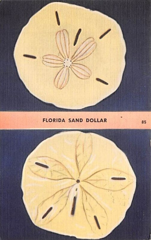 Florida Sand Dollar Holy Ghost Shell View Images 