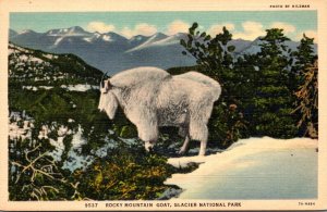 Glacier National Park Rocky Mountain Sheep Curteich