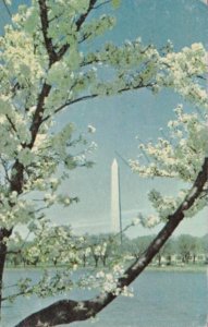 Washington D C Washington Monument and Cherry Blossoms