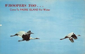 Whoopers In Flight Corpus Christi, Texas TX  