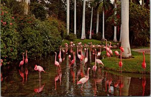Vtg Sarasota Jungle Gardens Florida FL Pink Flamingos & Royal Palms Postcard