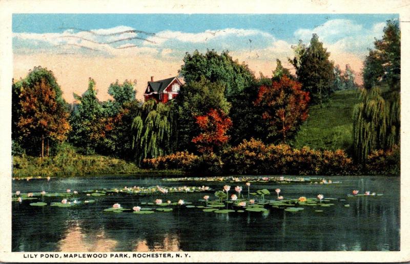 New York Rochester Maplewood Park Lily Pond 1916