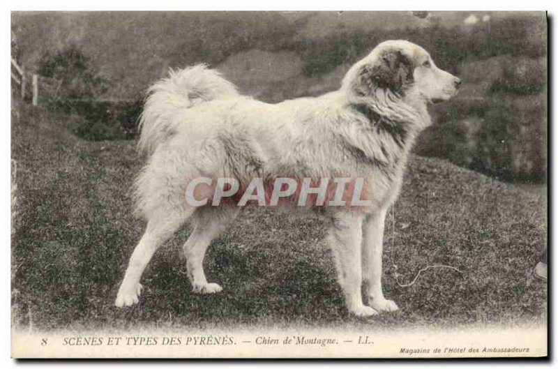 Old Postcard Dog Dogs Pyrenean Mountain Dog