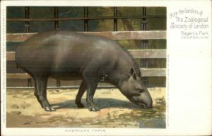 London Zoo Regent's Park Zoological Society c1910 Postcard AMERICAN TAPIR