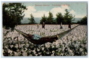 Bermuda Postcard Outerbridges Lily Field Labourer c1910 Unposted Antique