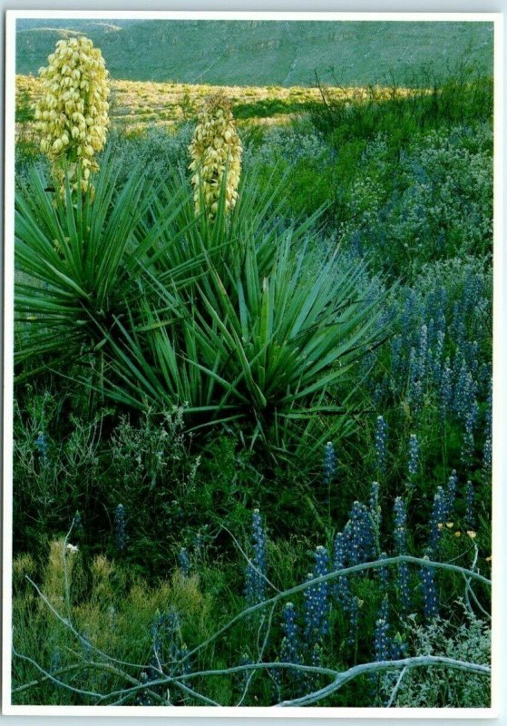 Postcard - Big Bend National Park, Texas 