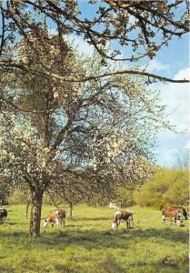 BR14395 Normandie Sous les pommiers au Printemps    France