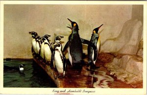 Postcard ZOO SCENE San Antonio Texas TX AM9131