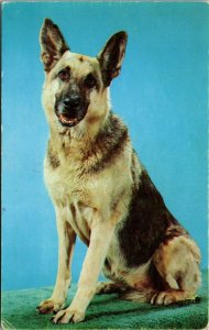 German Shepherd Dog Real Photo Postcard RPPC