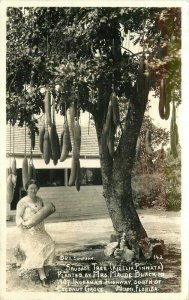 Miami Florida Coconut Grove Sausage Tree 1937 RPPC Photo Postcard 21-14029
