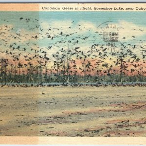 c1940s Cairo, IL Canadian Geese Horseshoe Lake PC Bird Migration - No Flood A330