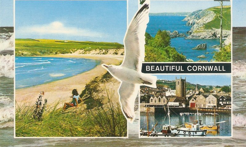 Views of Beautiful Cornwall. Seagull  Nice vintage English PC