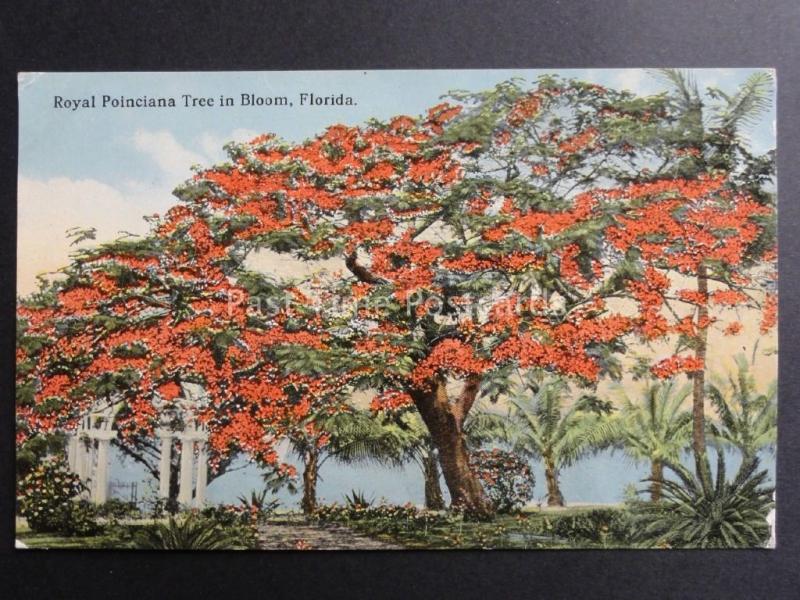 USA: Florida,Royal Poinciana Tree in Bloom - Old Postcard Pub by Cochrane Co