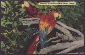 Macaws,Tropical Hobbyland,Miami,FL Postcard