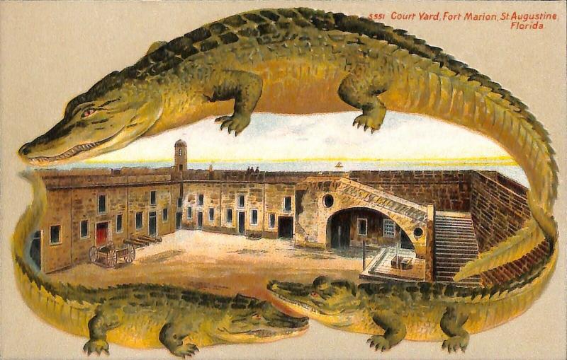 Langsdorf Alligator Border St Augustine FL Fort Marion S 551 Postcard