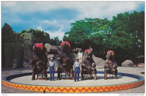 Elephants Sitting Down During Elephant Show, Routine Elephant Performance, Zo...