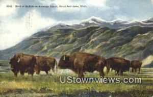 Buffalo on Antelope Island - Great Salt Lake, Utah