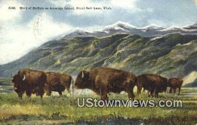 Buffalo on Antelope Island - Great Salt Lake, Utah UT  