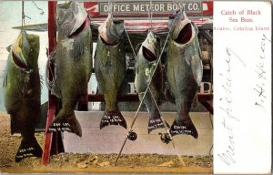 Catch of Black Sea Bass, Avalon Catalina Island CA Meteor Boat Co Postcard R58