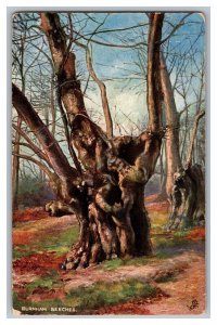 c1909 Postcard England Burnham Beeches Buckinghamshire Trees Tuck Card No. 6219