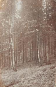 BT2668 czech landscape forest  czech republic