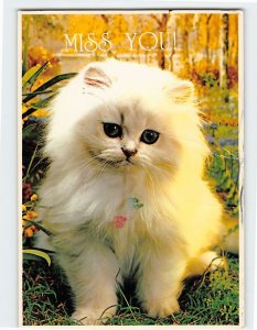 Postcard A Very Beautiful Cat I Miss you Card