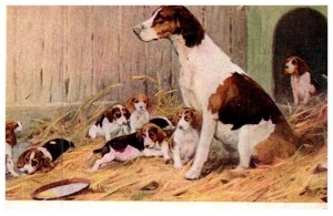 Dog   ,  Fox Hounds