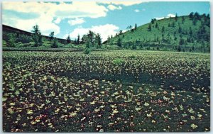 M-29820 Cinder Garden at Craters Of The Moon National Monument Idaho