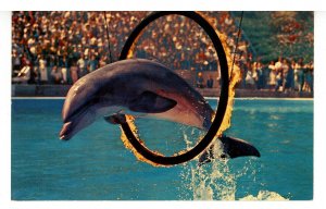 CA - Marineland of the Pacific. Porpoise Jumps Through Fire Ring