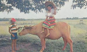 Filipina Balintawak Costume Carabao Pony Philippines 1962 Postcard