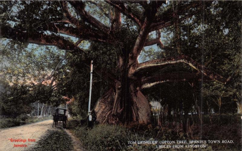 KINGSTON JAMAICA~TOM CRINGLES COTTON TREE~SPANISH TOWN RD~DUPERLY PUBL POSTCARD