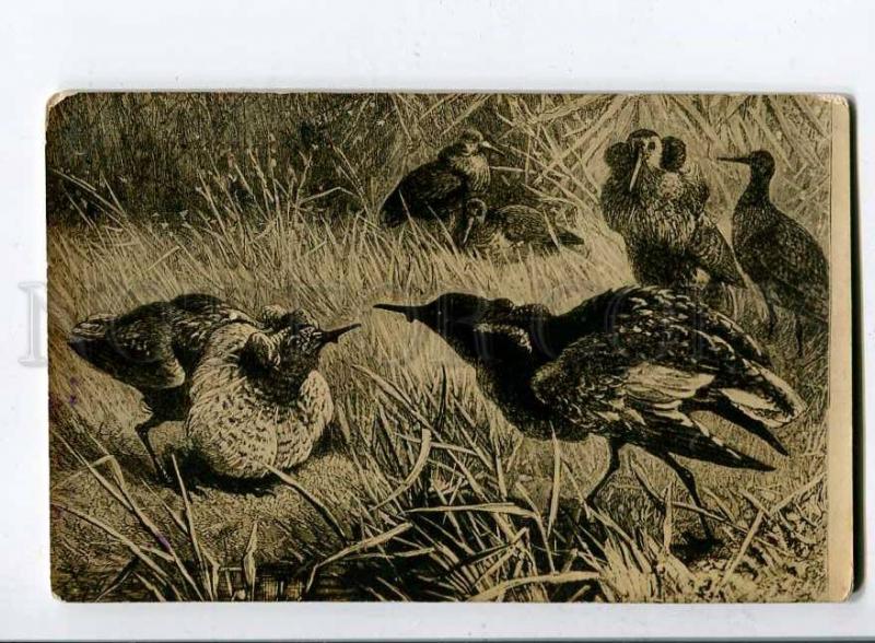 258462 Russia Birds HUNT Vintage photo postcard