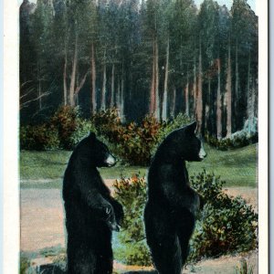 c1910s Yellowstone Park, Wyo. Twin Cub Black Bears J.E. Haynes Photo #10142 A226